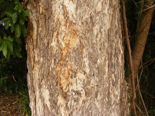 Image of Melaleuca dealbata by (c) coenobita, some rights reserved (CC BY)