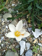 Crocus boryi