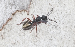 Dolichoderus scabridus