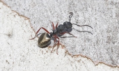 Dolichoderus scabridus