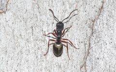 Dolichoderus scabridus