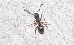 Dolichoderus scabridus