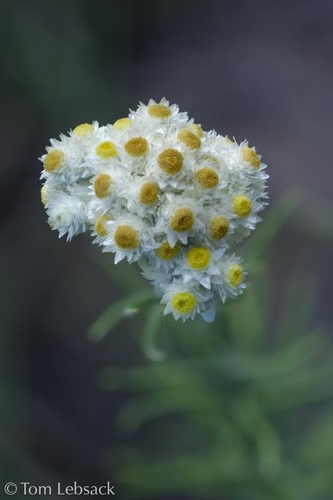 Pseudognaphalium jaliscense