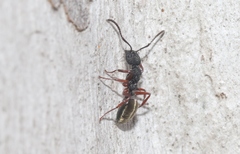 Dolichoderus scabridus
