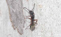 Dolichoderus scabridus