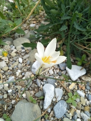 Crocus boryi
