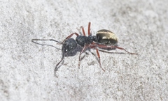 Dolichoderus scabridus