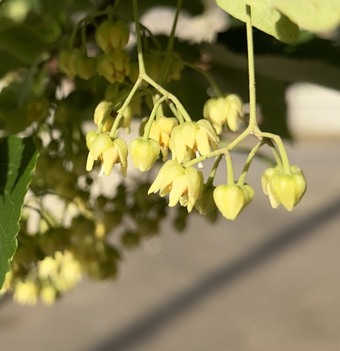 Tilia japonica iNat (3)