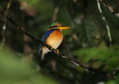 Actenoides concretus