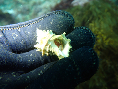 Babelomurex oldroydi