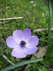 Anemone