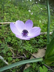 Anemone