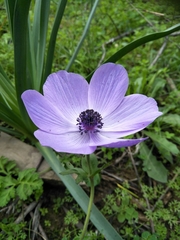 Anemone