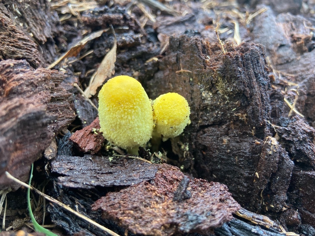 Leucocoprinus birnbaumii · June 2023 · photo: © karuquebec (iNaturalist, cc0)
