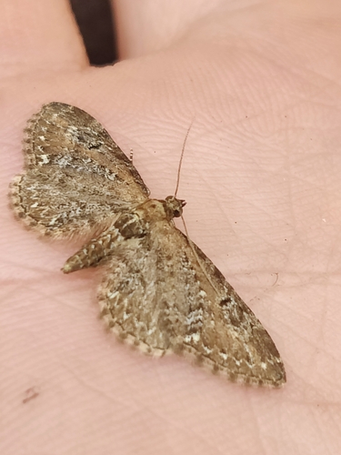 Common Pug, photo 5 of 10