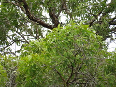Melaleuca dealbata