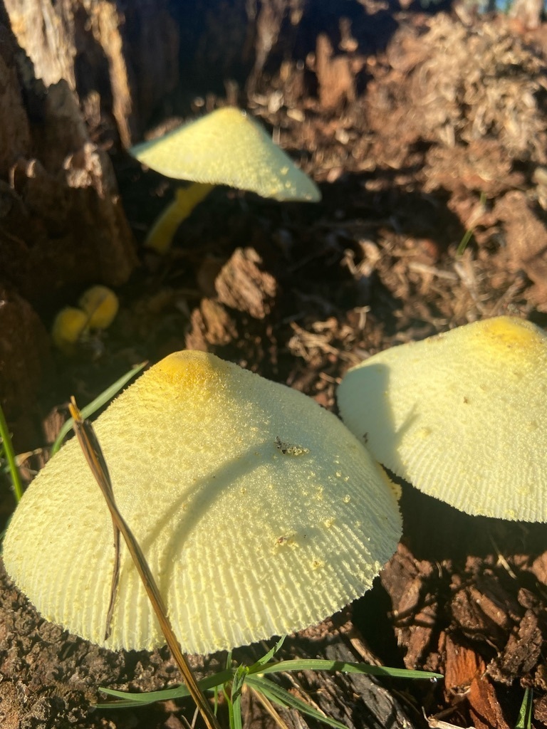 Leucocoprinus birnbaumii · June 2023 · photo: © karuquebec (iNaturalist, cc0)