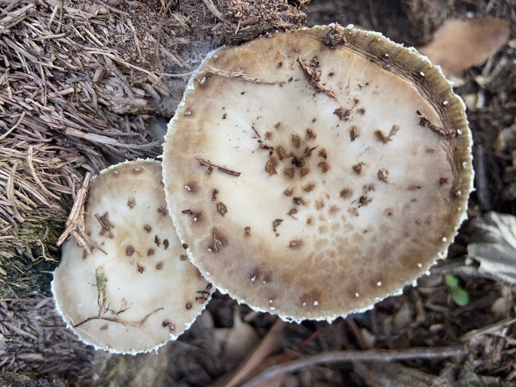Oudemansiella cubensis · June 2023 · photo: © karuquebec (iNaturalist, cc0)