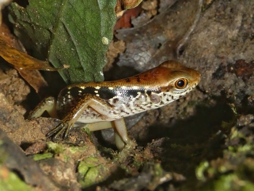 Cuming's Sphenomorphus, Otosaurus cumingii