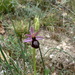 Ophrys × flavicans - Photo (c) anonymous, osa oikeuksista pidätetään (CC BY-SA)
