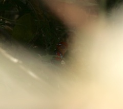 Erythropitta arquata