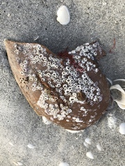 Amphibalanus venustus