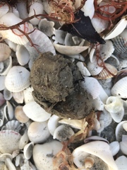 Molgula occidentalis