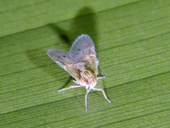 Bothriocera