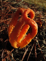 Clathrus columnatus image