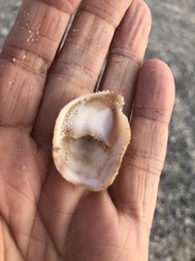 Crepidula fornicata image