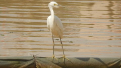 Egretta thula
