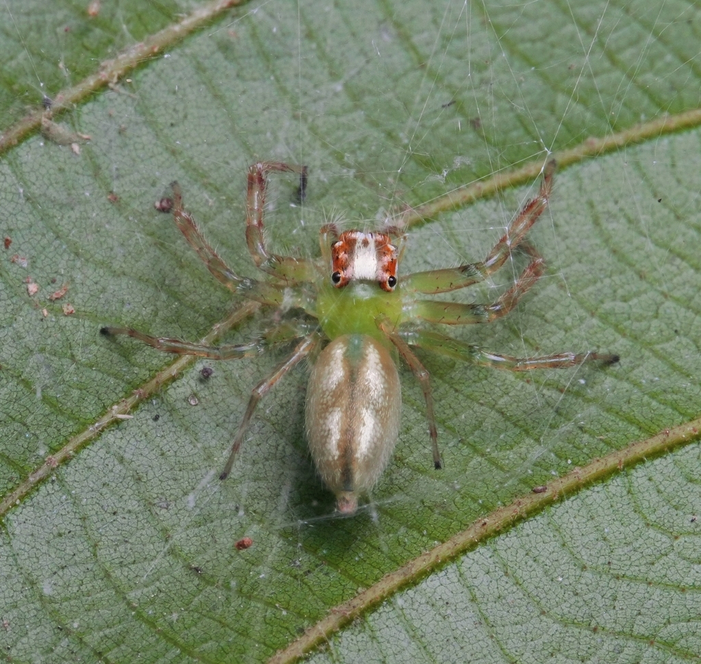 Epeus daiqini