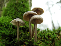 Mycena polygramma