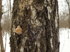 Physarum leucophaeum