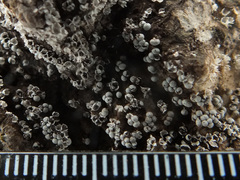 Physarum leucophaeum