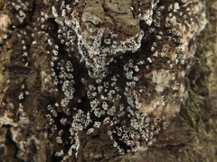 Physarum leucophaeum