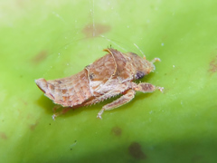 Iassinae