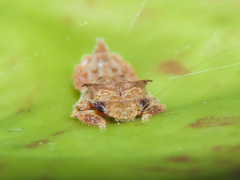 Iassinae