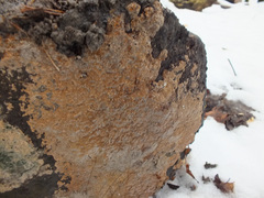 Phellinus laevigatus