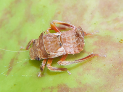 Iassinae