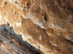 Phellinus laevigatus