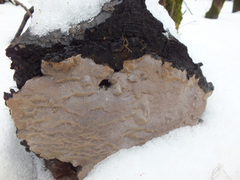 Phellinus laevigatus