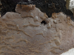 Phellinus laevigatus