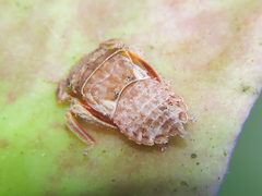 Iassinae