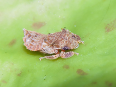 Iassinae