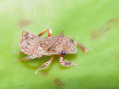 Iassinae