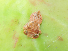 Iassinae