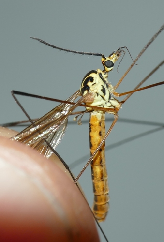Nephrotoma flavescens