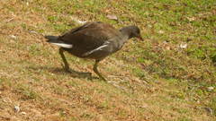 Gallinula galeata