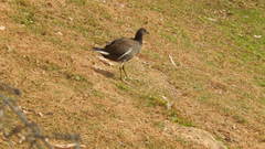 Gallinula galeata